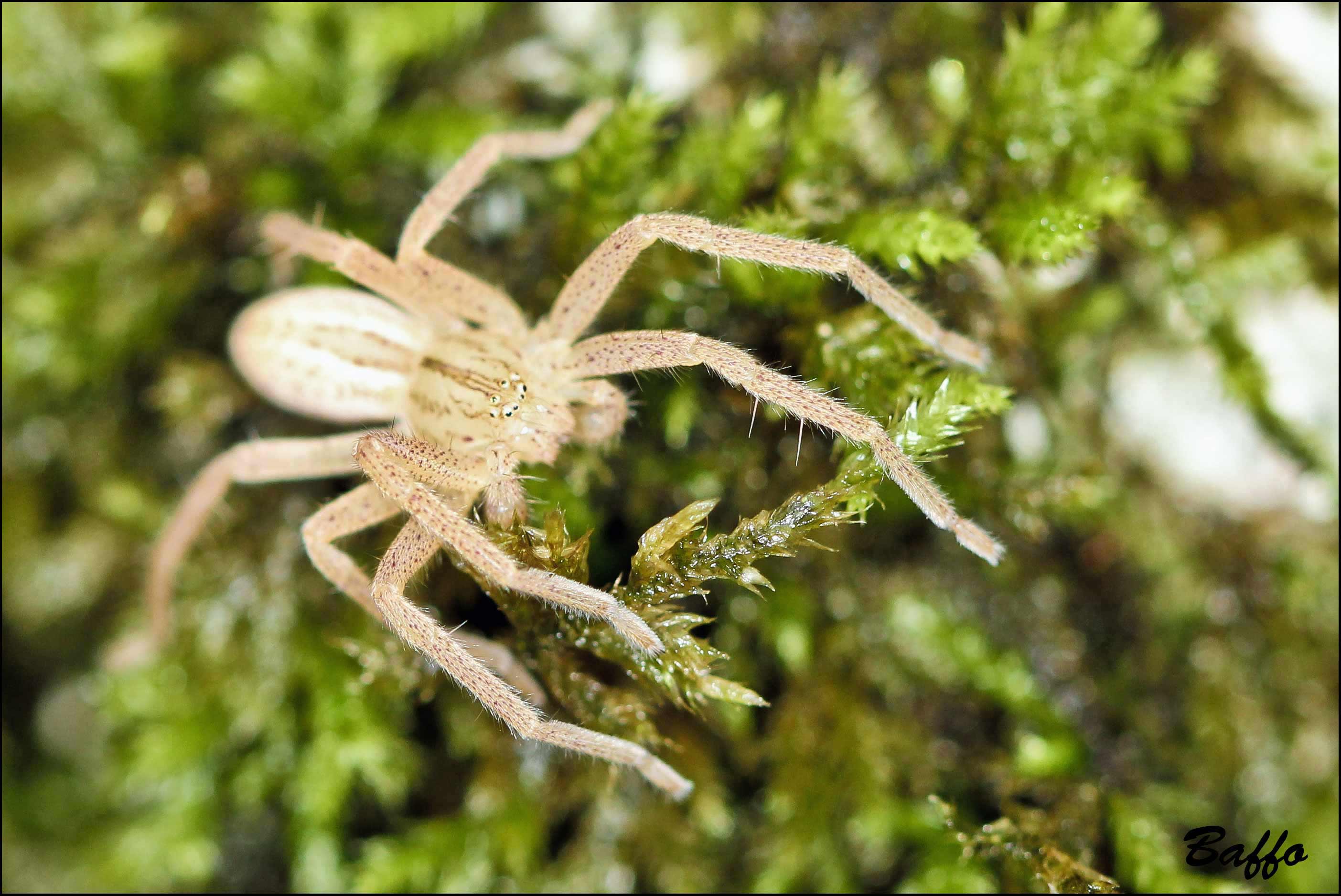 Micrommata virescens